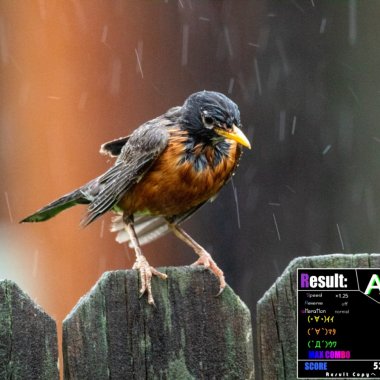 Rain Bird