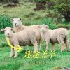 迷途羔羊