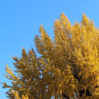 銀杏 (Ginkgo) DEMO