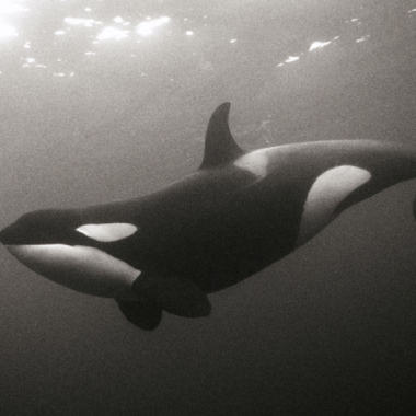 whale underwater