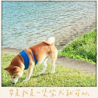 要是我是一隻柴犬就可以