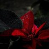 GooD-花雨