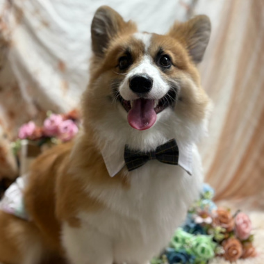 致麥麥 Dear McQueen