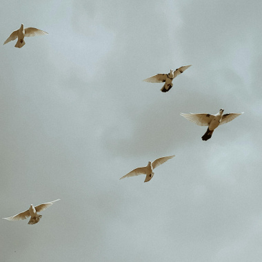 White Doves Needed-DEMO