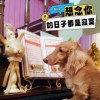想念你的日子都是寂寞