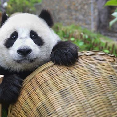 panda remix