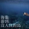 海龜游到沒人住的島