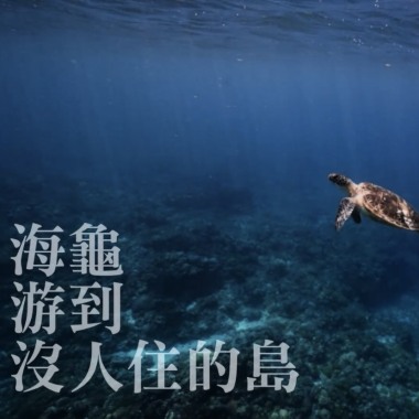 海龜游到沒人住的島