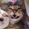 單眼皮女孩