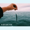 失落的金魚