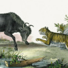 初生之犢不畏虎 / newborn calf aint afraid of tiger