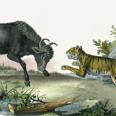 初生之犢不畏虎 / newborn calf aint afraid of tiger