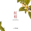 紅桂 / osmanthus