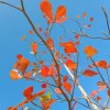 初夏的天空(for piano)