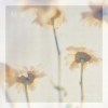 秘密 Secret