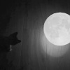 The Moon Song (cover)
