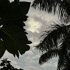 夏日葵