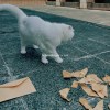 Schrödinger's Cat