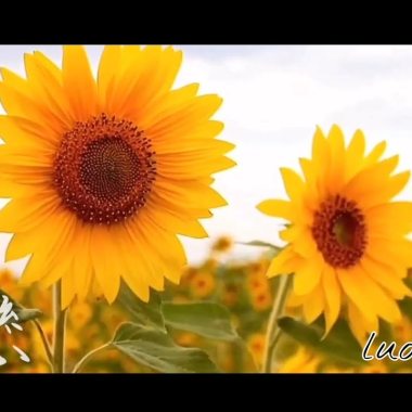 【Original music】«夏戀» by luom呂學恩 Official Music Video