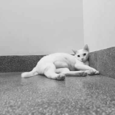 紙箱與貓