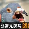 鴿子(cover一小段)