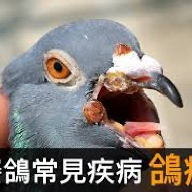 鴿子(cover一小段)