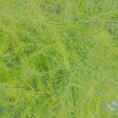 緣