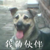 我的伙伴