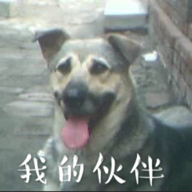 我的伙伴