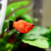 魚