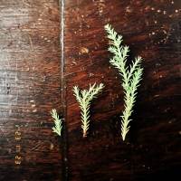 231123b 魔幻閃閃