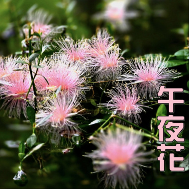 ファンの特典－午夜花的思念