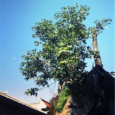 spring in sansheng_remix_guitar_by_WXD