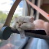 引き裂かれた魂