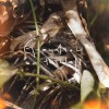 Ants (Demo)