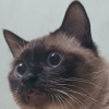狗
