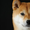 毛帽