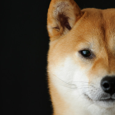 毛帽