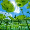 Seeds of Tomorrow