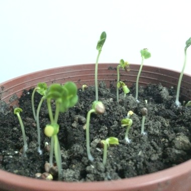 雨水的季節