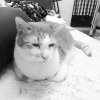 貓的漫遊Cat's Wandering - demo