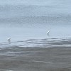 Melancholic Serenity