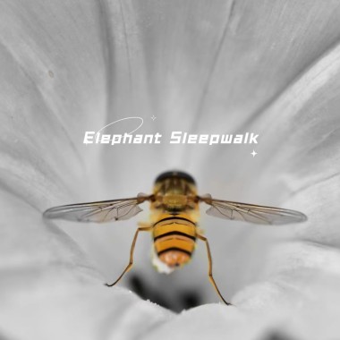 Elephant Sleepwalk-demo