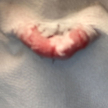 Ⅴ
