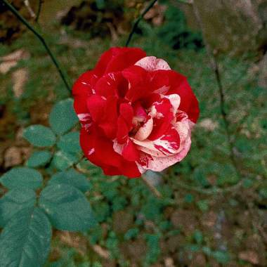紅花戀歌