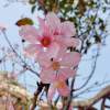 柳暗花明