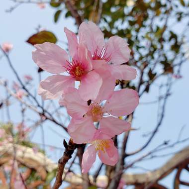 柳暗花明