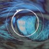 Instinct of Sight - Crawling