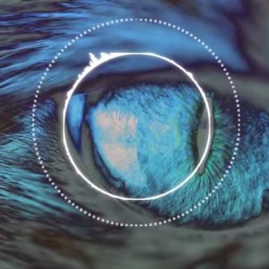 Instinct of Sight - Crawling