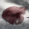 石化的化石 (demo)